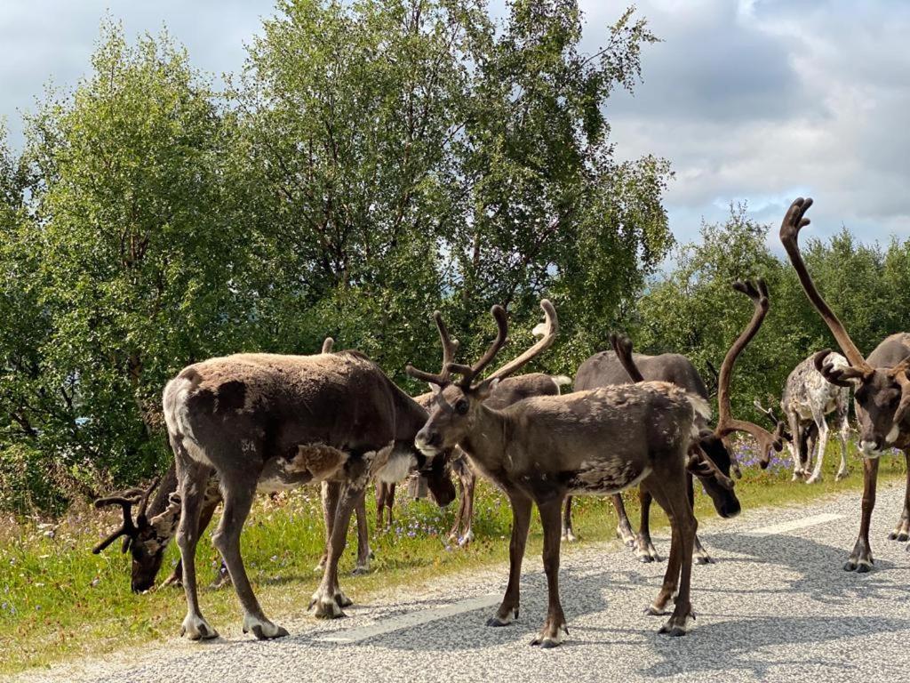 Strandgarden Fjaellnaes Tänndalen Zewnętrze zdjęcie